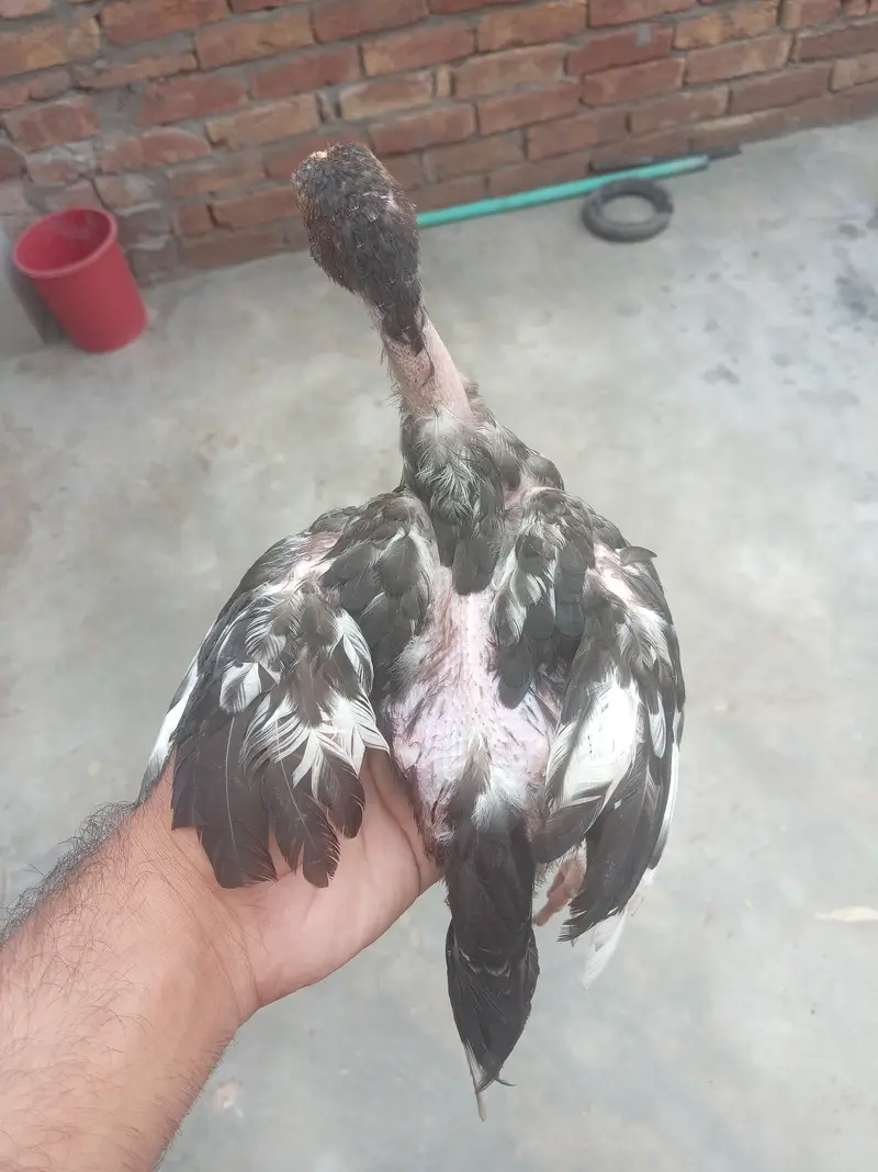 Bahtreen bangum female only in 3000 and less available — photo 3