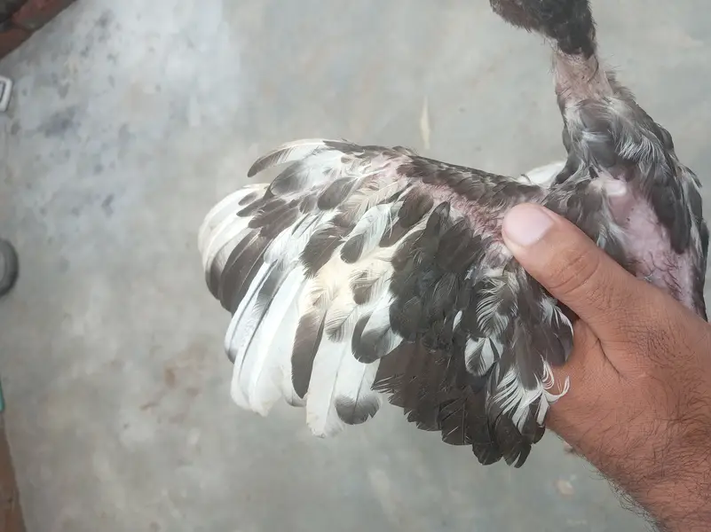 Bahtreen bangum female only in 3000 and less available — photo 4