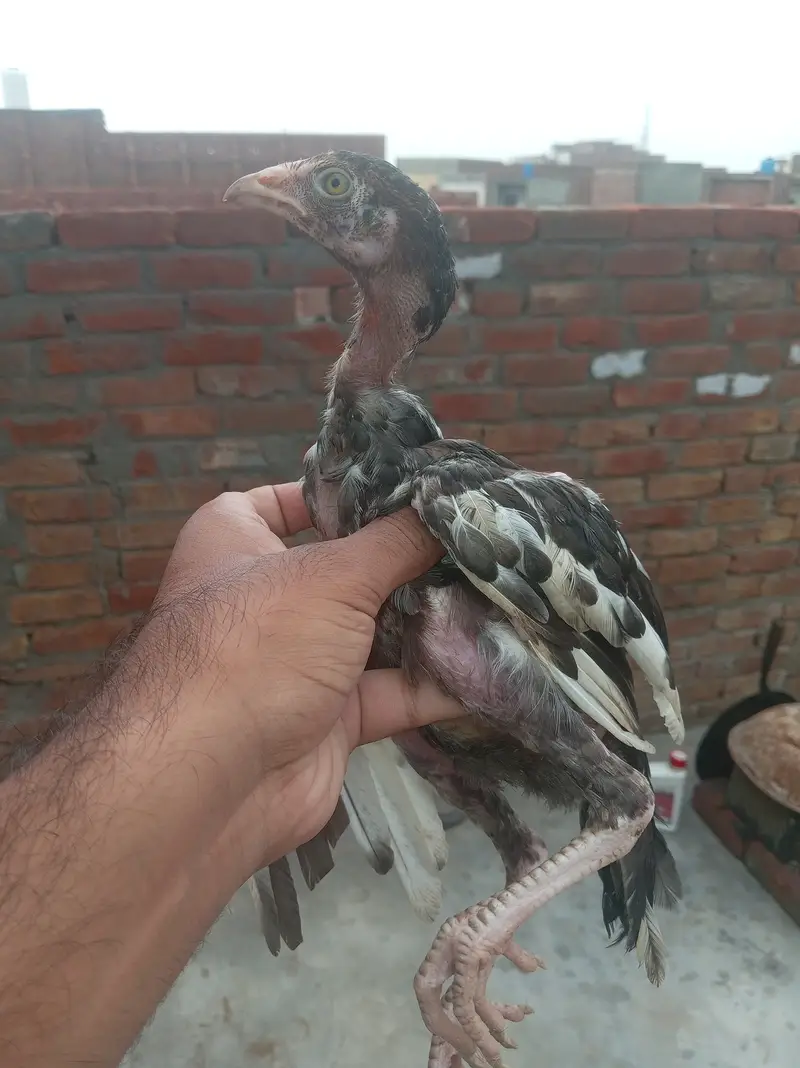 Bahtreen bangum female only in 3000 and less available — photo 5