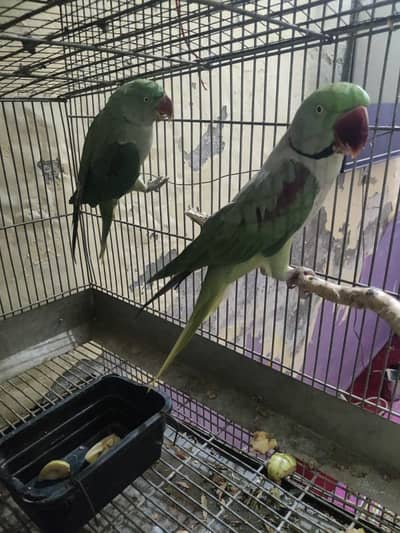 pair for sale