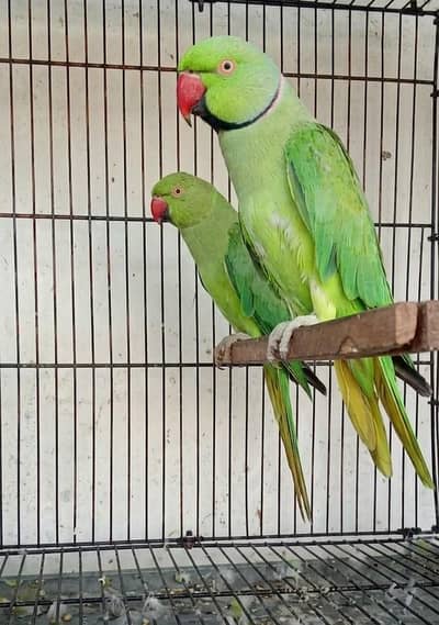 Ringneck 100% breeder pair for sale