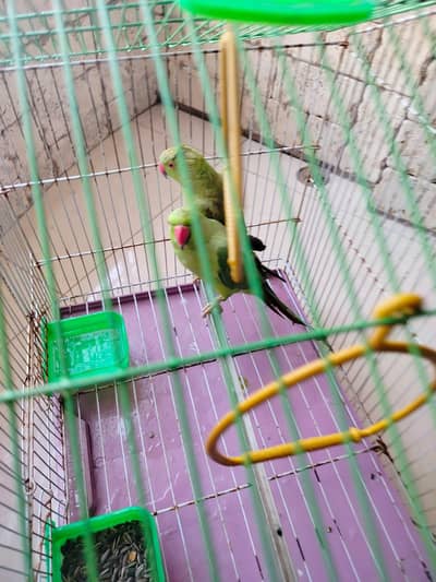 GREEN PARROT PAIR