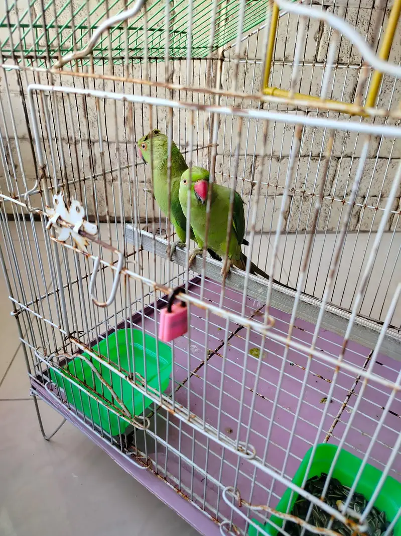 GREEN PARROT PAIR — photo 2