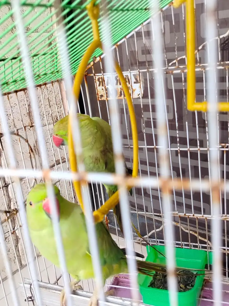 GREEN PARROT PAIR — photo 3