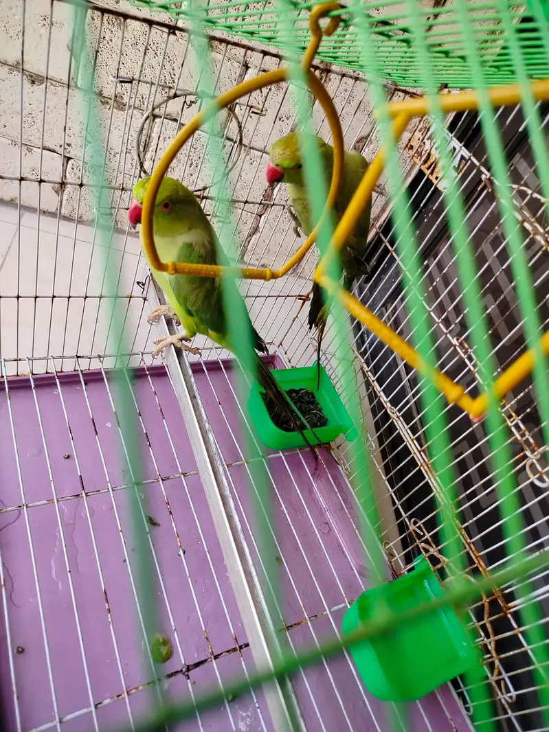 GREEN PARROT PAIR — photo 4