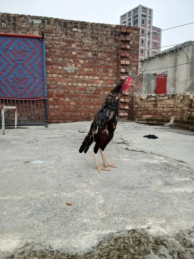 Black Java Aseel — photo 6
