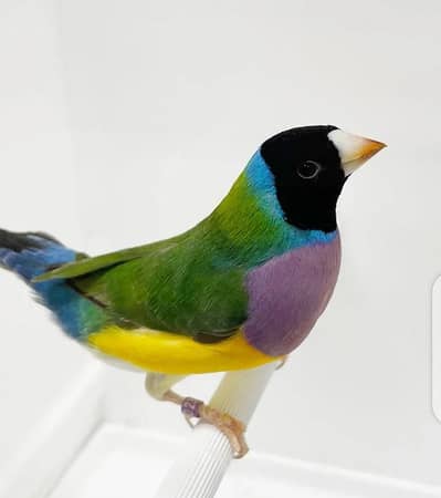 CLASSIC LADY GOULDIAN PAIRS
