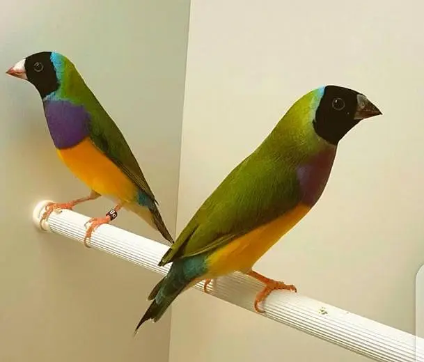 CLASSIC LADY GOULDIAN PAIRS — photo 2