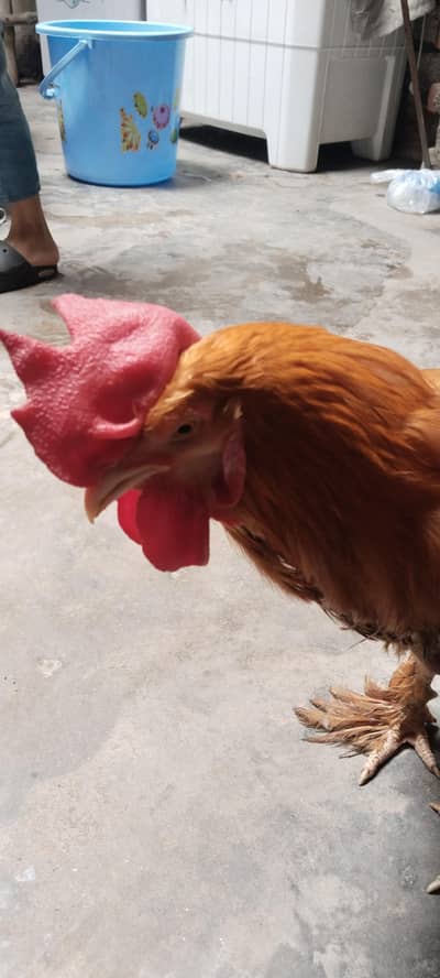 Golden Buff for sale, Home Breeder Golden Buff available for sale