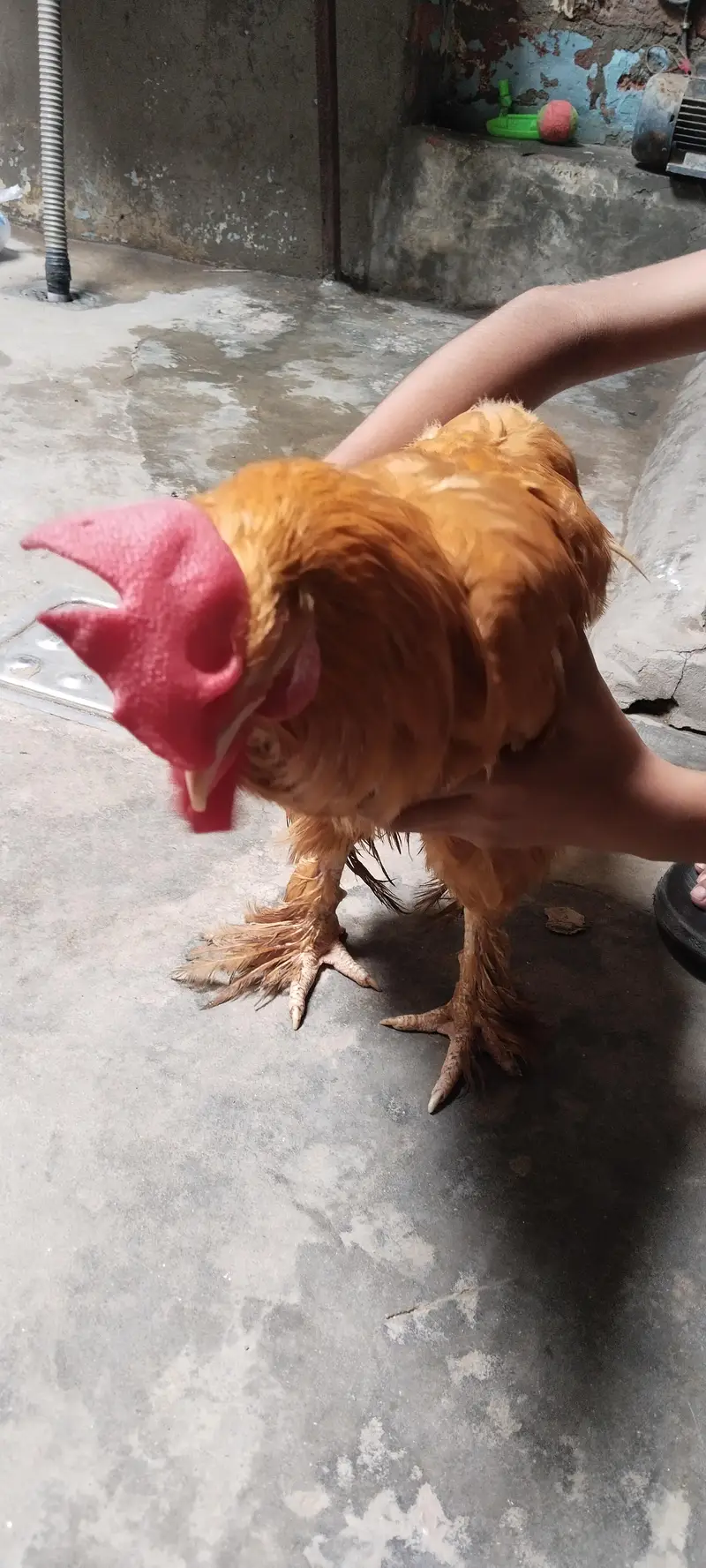 Golden Puff for sale, Home Breeder Golden Buff available for sale — photo 2