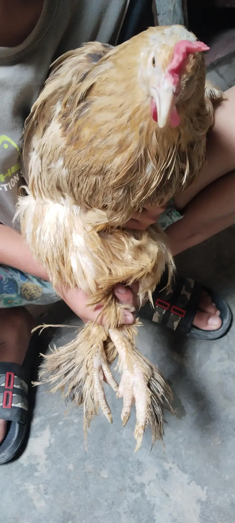 Golden Puff for sale, Home Breeder Golden Buff available for sale — photo 4