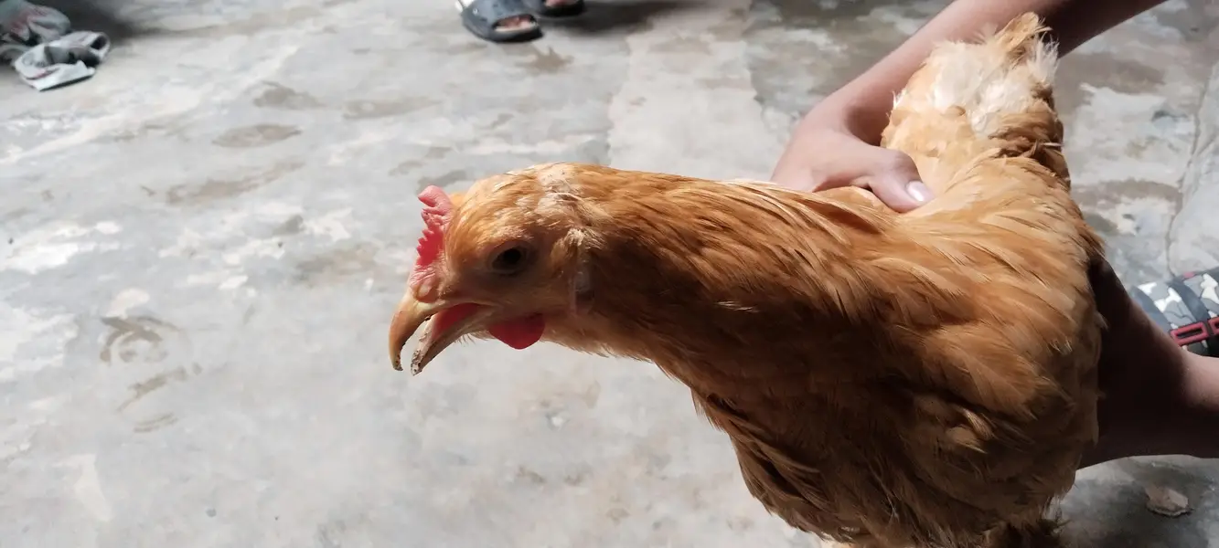 Golden Puff for sale, Home Breeder Golden Buff available for sale — photo 5