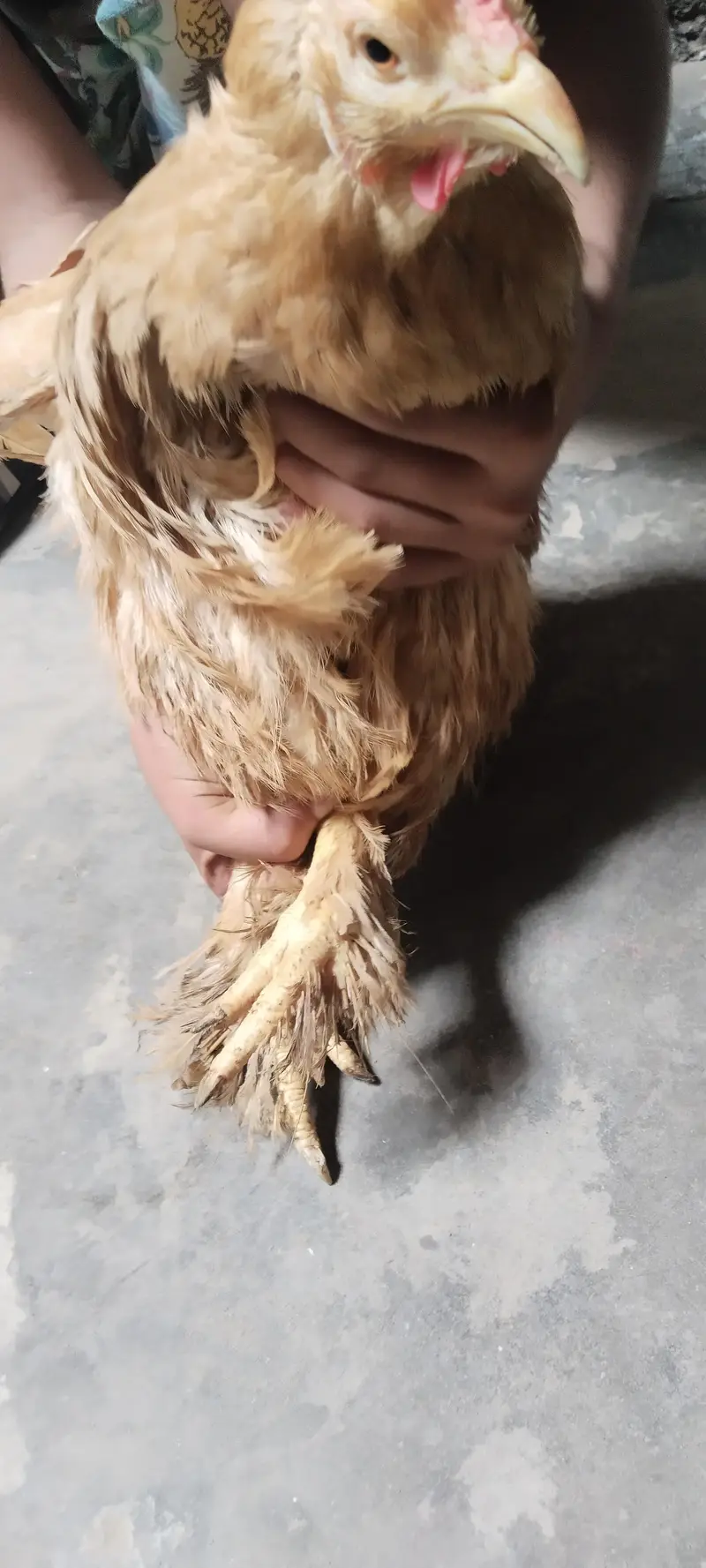 Golden Puff for sale, Home Breeder Golden Buff available for sale — photo 6