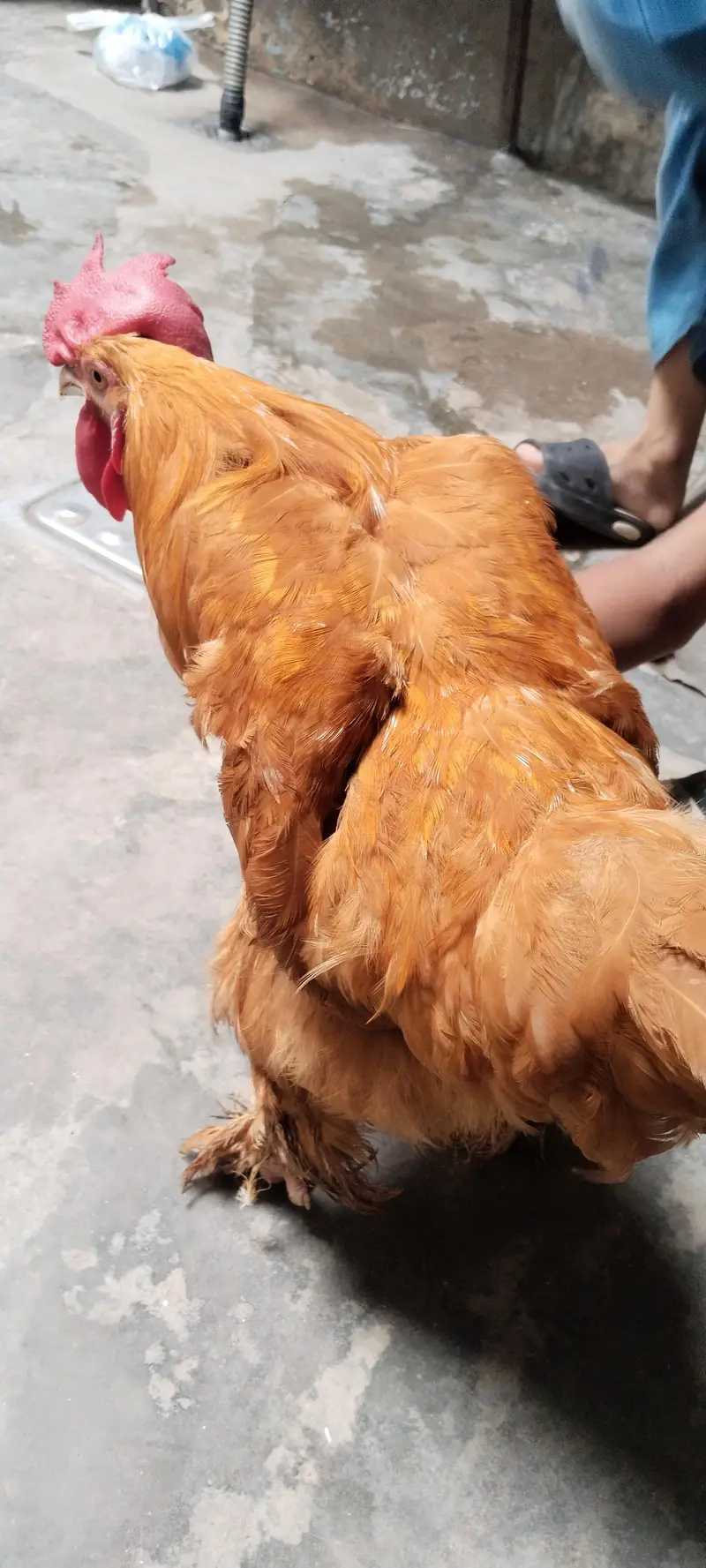 Golden Puff for sale, Home Breeder Golden Buff available for sale — photo 7