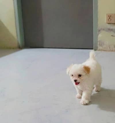 ​Fluffy White Maltese-Spitz Puppy for Sale