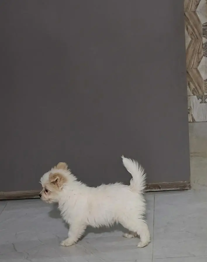 ​Fluffy White Maltese-Spitz Puppy for Sale — photo 2