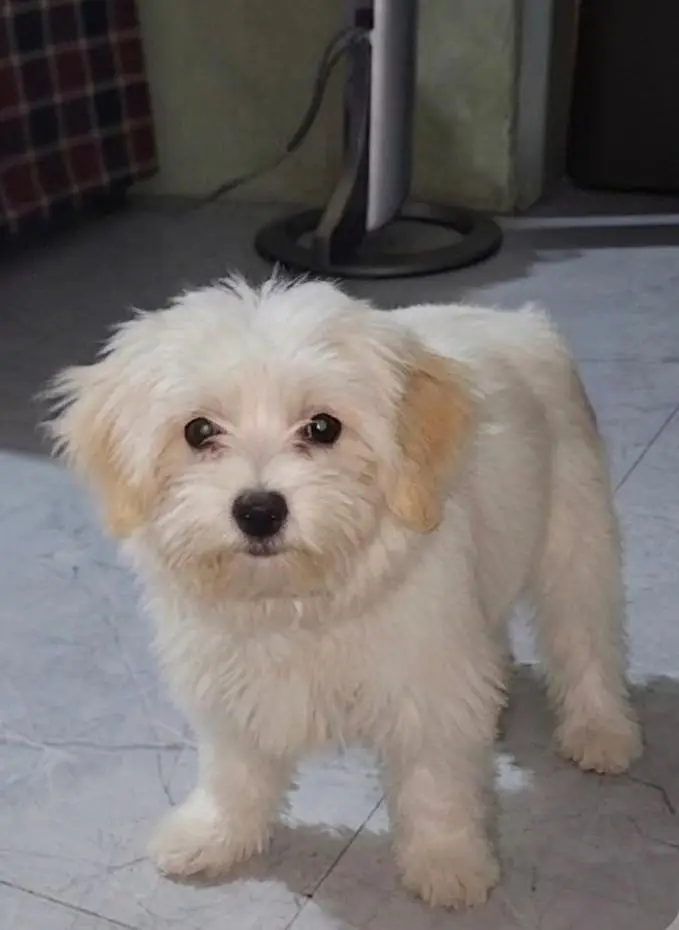 ​Fluffy White Maltese-Spitz Puppy for Sale — photo 3