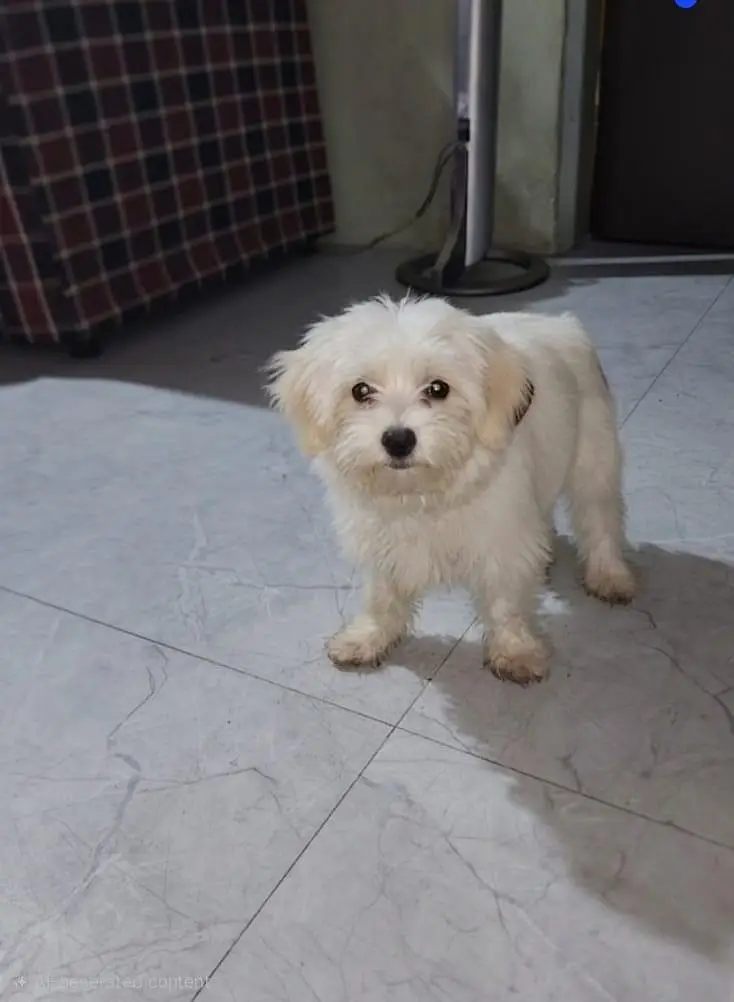 ​Fluffy White Maltese-Spitz Puppy for Sale — photo 4