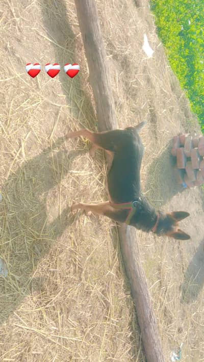 German shepherds kras