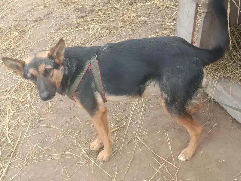German shepherds kras — photo 2