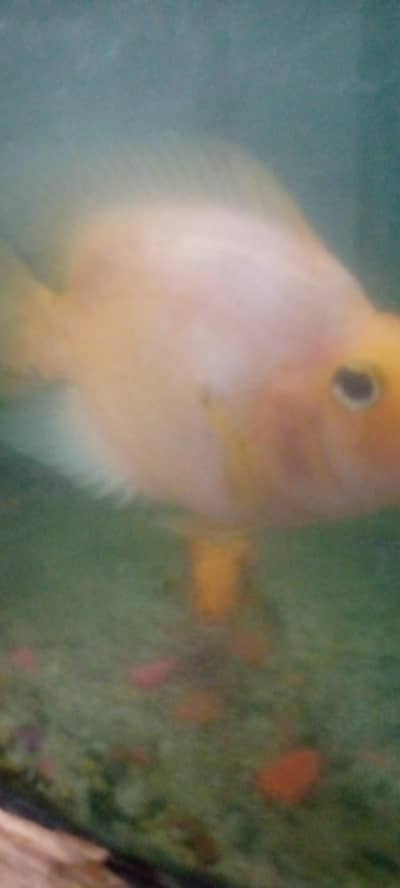 parrot love fish