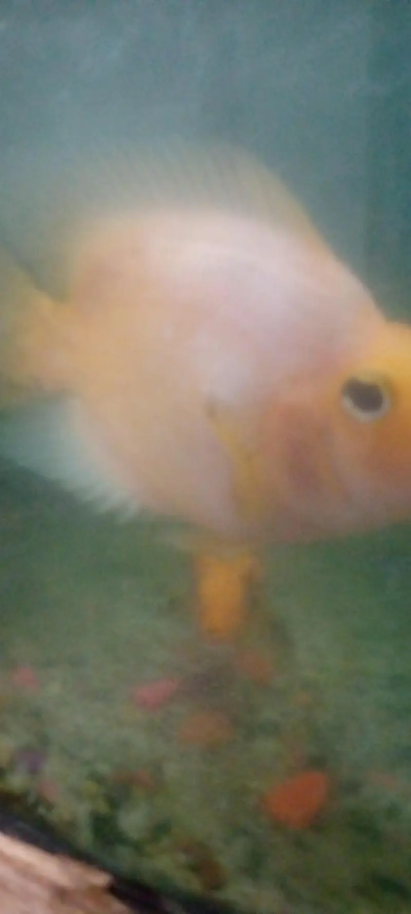parrot love fish