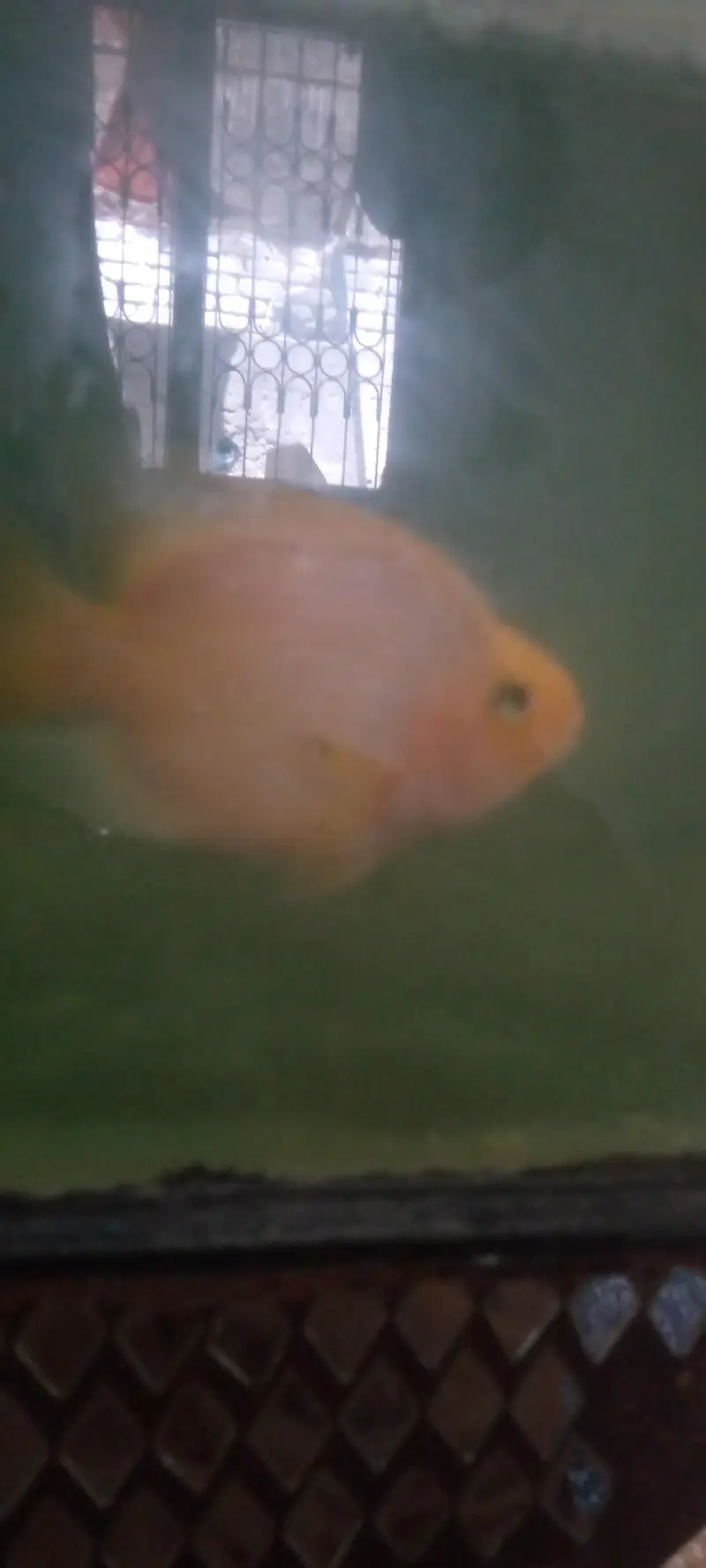 parrot love fish — photo 2