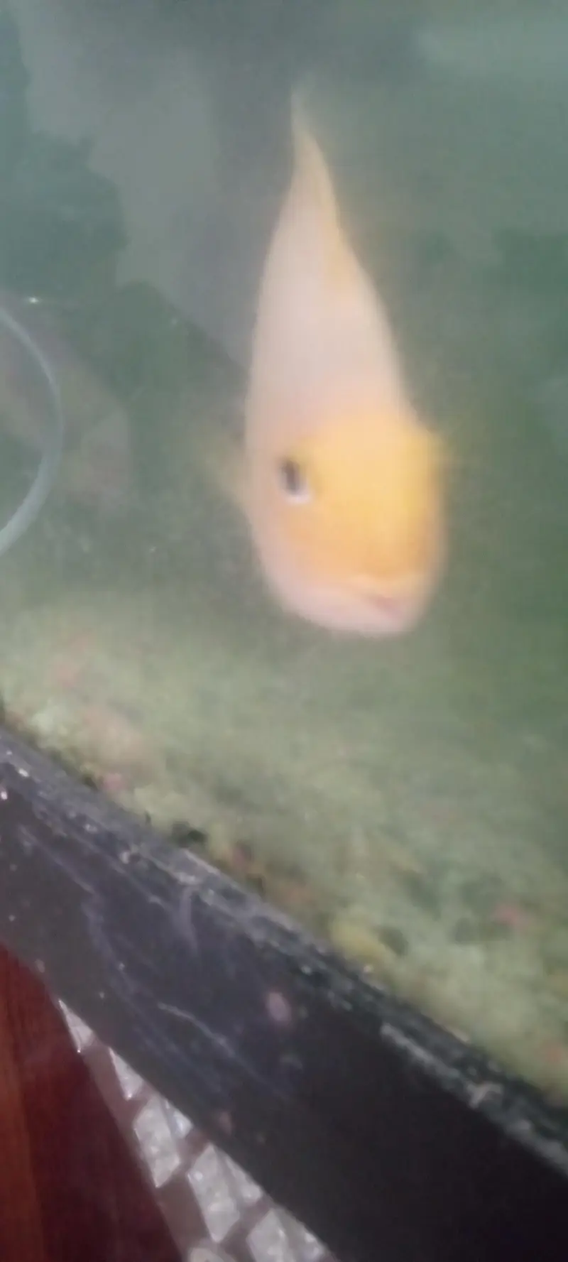 parrot love fish — photo 3