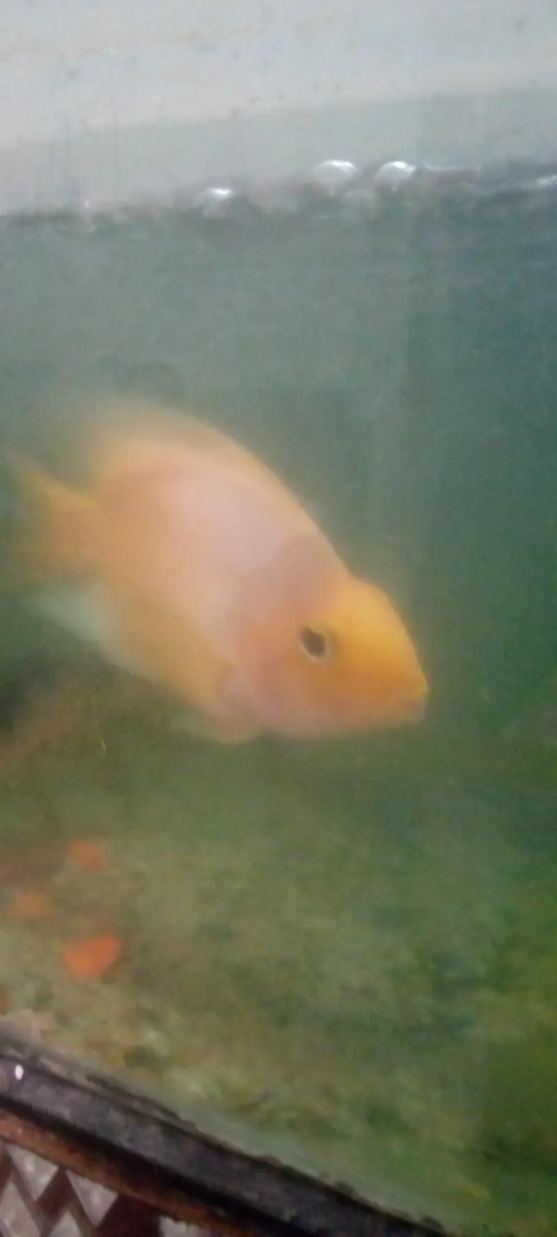 parrot love fish — photo 5