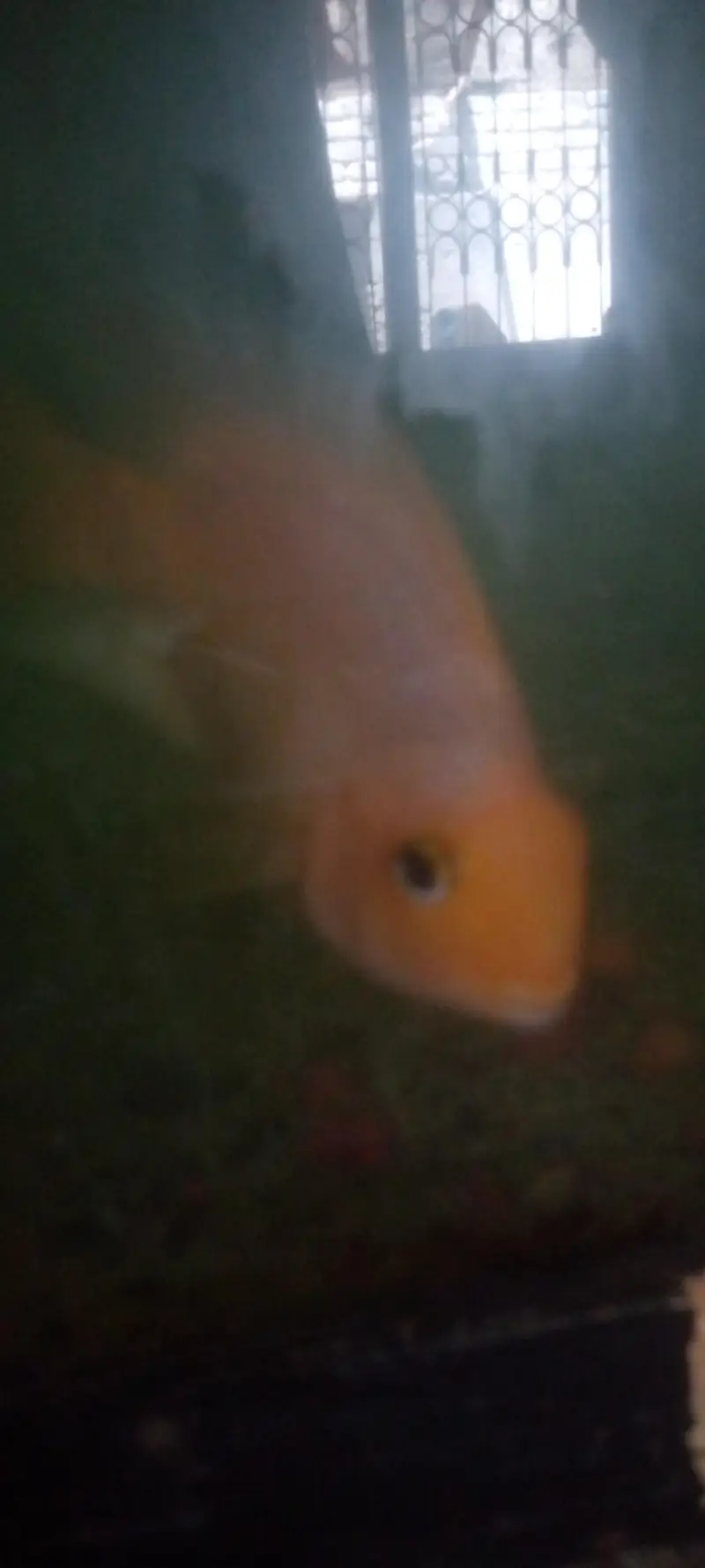 parrot love fish — photo 6