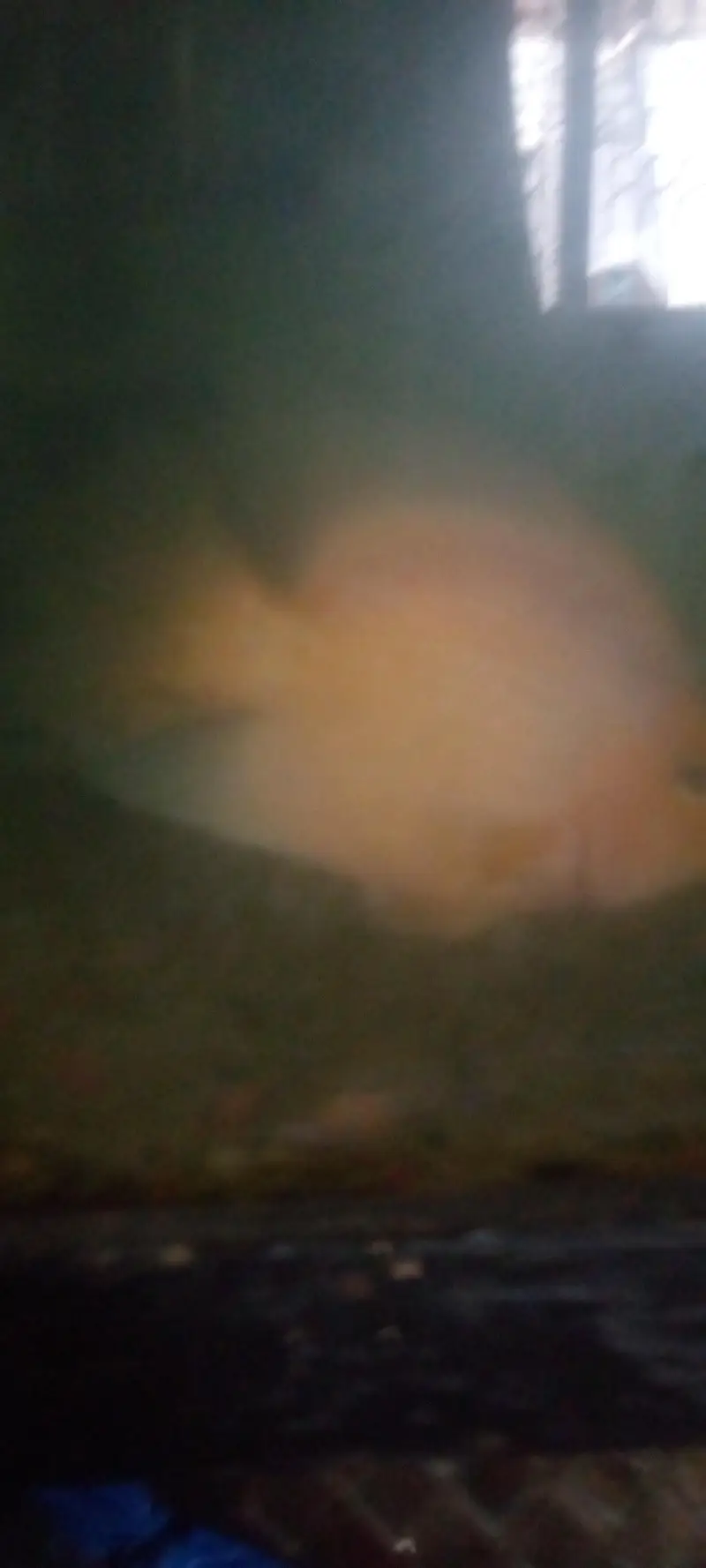 parrot love fish — photo 7