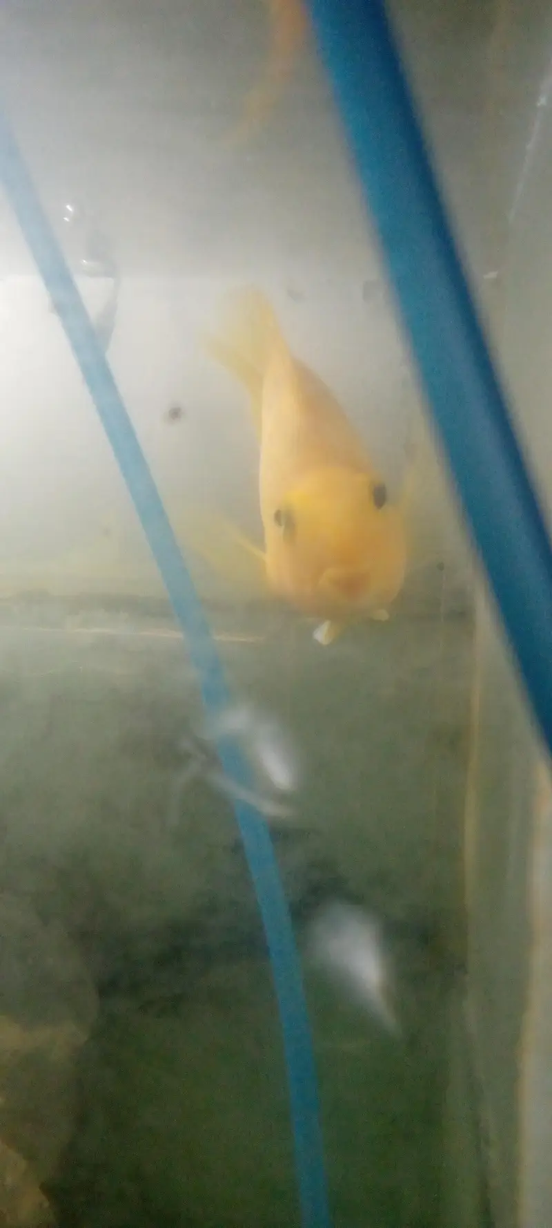 parrot love fish — photo 8