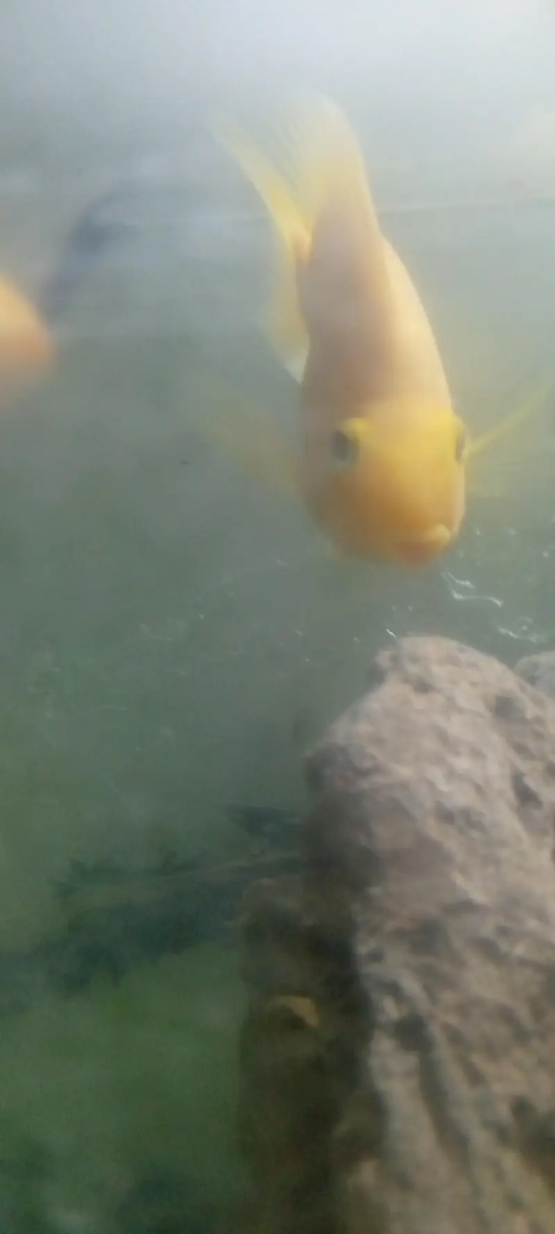 parrot love fish — photo 9