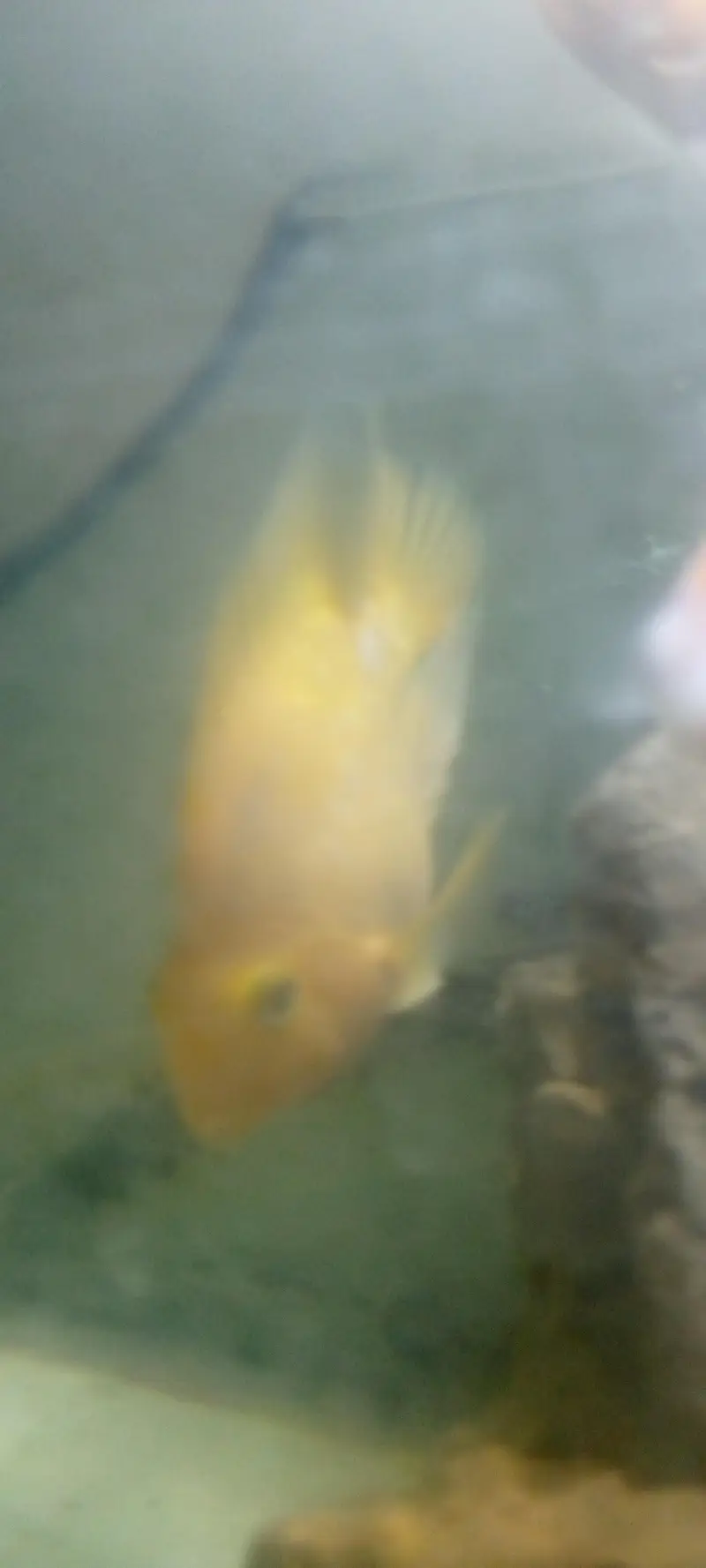 parrot love fish — photo 10