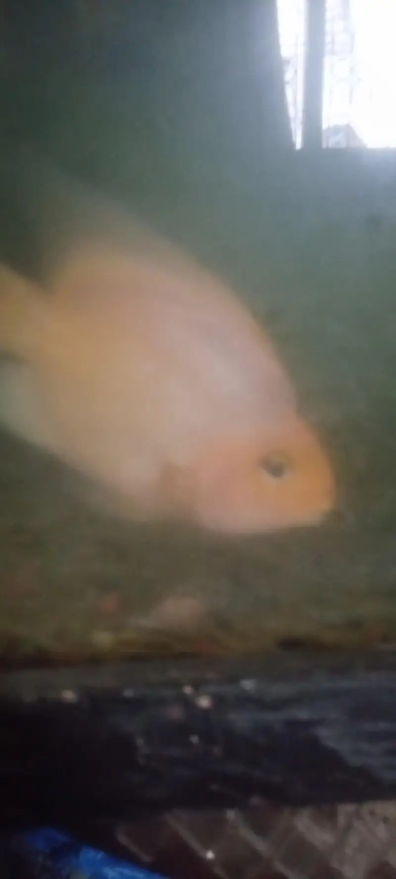parrot love fish — photo 11
