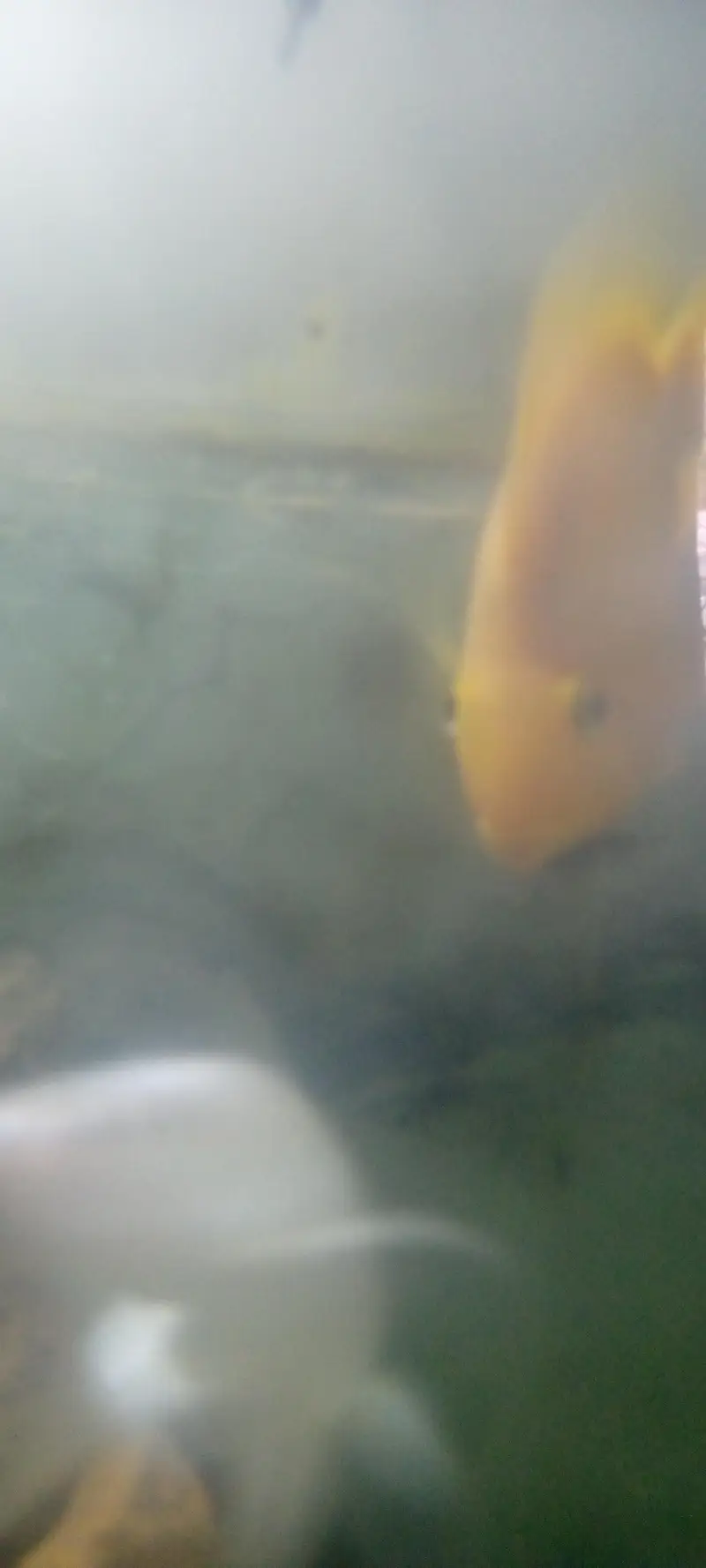 parrot love fish — photo 12