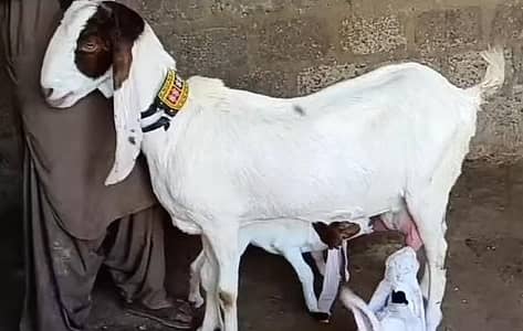 Gulabi Bakri For Sale - 2 Bacho Wali