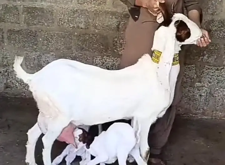 Gulabi Bakri For Sale - 2 Bacho Wali — photo 2