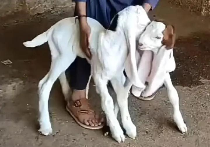 Gulabi Bakri For Sale - 2 Bacho Wali — photo 3
