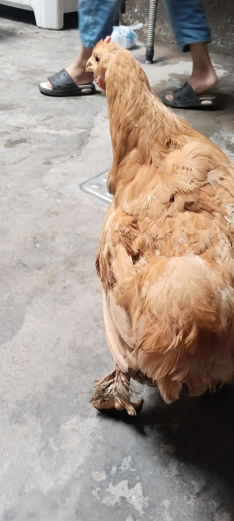 Golden Puff for sale, Home Breeder Golden Buff available for sale — photo 9