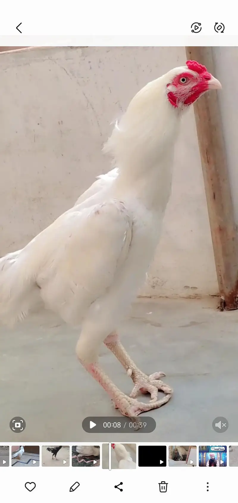 pure heera aseel — photo 2