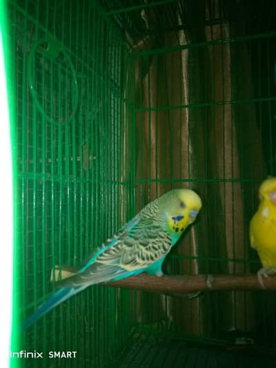 King Size Budgie