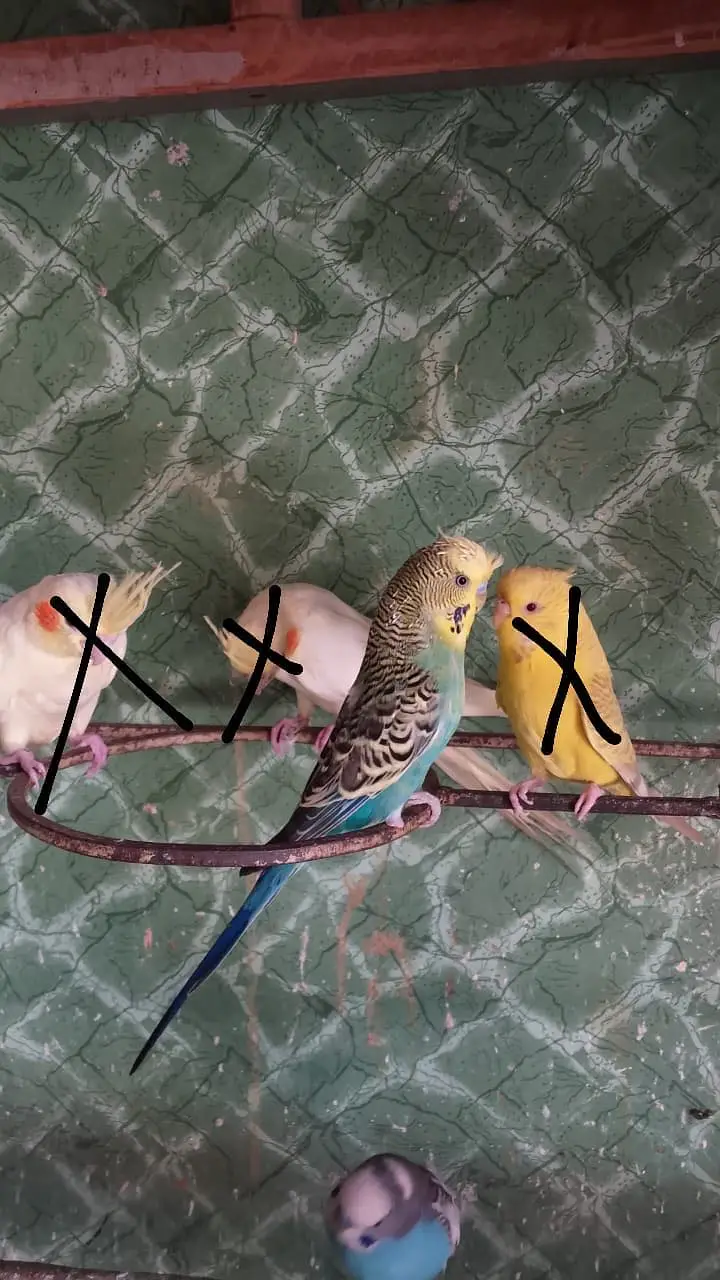 King Size Budgie — photo 2