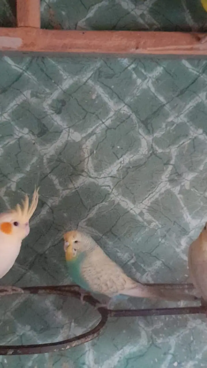 King Size Budgie — photo 3