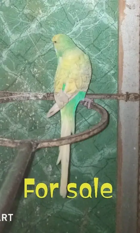King Size Budgie — photo 4