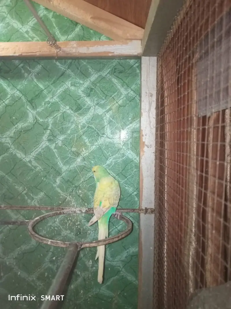 King Size Budgie — photo 5