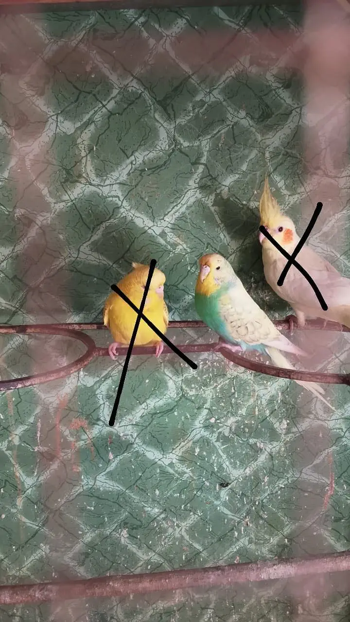 King Size Budgie — photo 6
