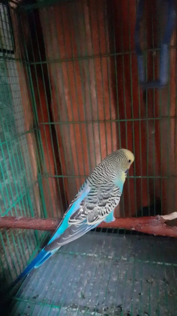 King Size Budgie — photo 7