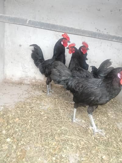 Austrolorb males available for sale young males