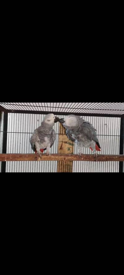 African gry breeder pair